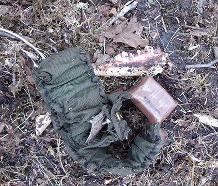 A radiocollar at the site where a moose calf was killed and eaten These are the typical remains of a calf killed by a brown bear Common remains for younger calves include bone shards jaw bones skull fragments and hooves