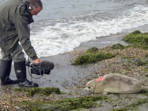 A cameraman videotapes the release of tagged and transmitterequipped seal for an Animal Planet documentary