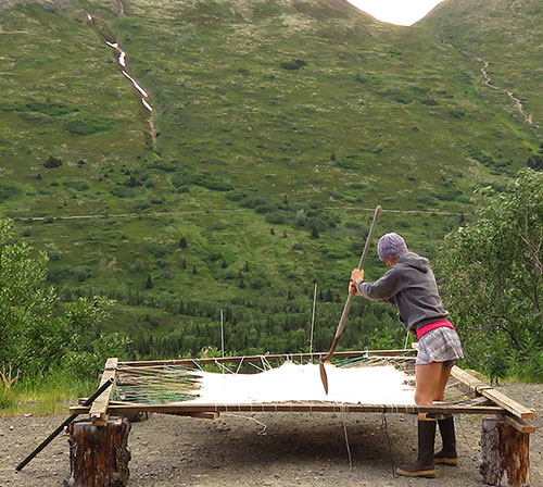 The moose hide is worked with a shovel as it is propped up on spruce rounds The metal pole which was used as a stretching tool is seen leaning against the left side of the frame