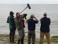 Alaska SeaLife Center technicians  and a camera crew document the release of the two seals