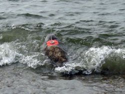 A transmitterequipped seal takes to the waves