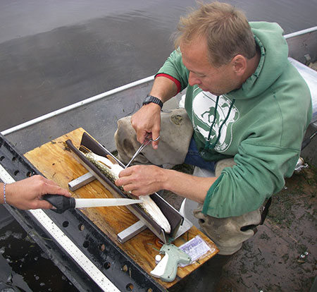 Implanting a transmitter that will enable biologists to track the fish39s movements