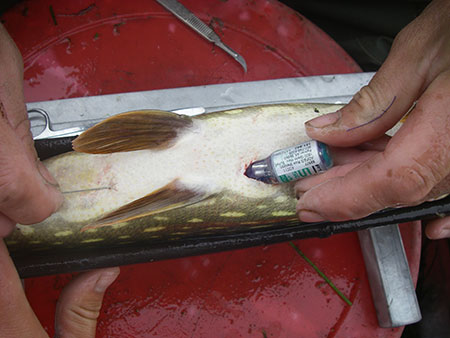The little transmitter is implanted in the pike39s body cavity