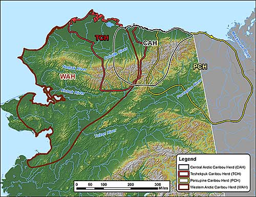 The ranges of northern Alaska Caribou herds from west to east into Canada Western Arctic Herd WAH Teshekpuk Caribou Herd TCH Central Arctic Herd CAH and Porcupine Caribou Herd PCH