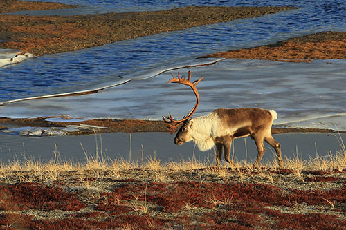 A caribou from the western Arctic Herd photo by Jim Dau