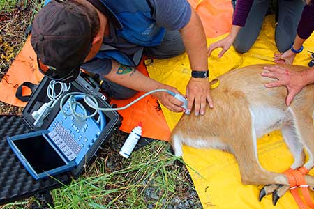Project biologist Tony Carnahan uses ultrasound to measure rump fat on a Sitka blacktailed deer  Photo by Doug McBride US Fish and Wildlife Service
