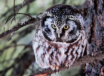 A boreal owl in Denali National Park Photo courtesy National Park Service