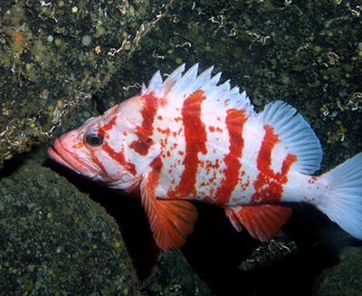 Tiger rockfish the Jack of Diamonds