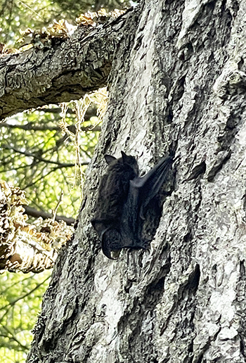 This little brown bat was found inside and released safely and successfully outdoors by a person wearing gloves