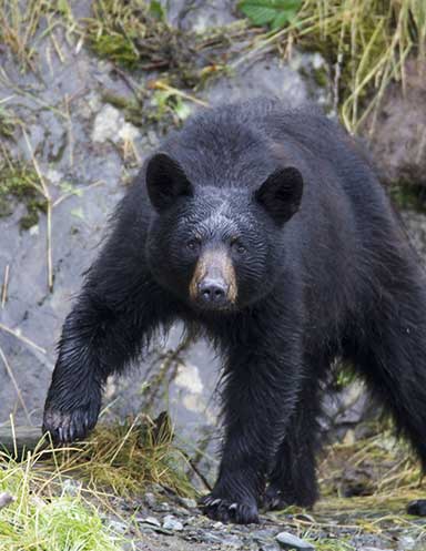 Researchers with the US Forest Service and Alaska Fish and Game collared 20 bears in Prince William Sound in the summer of 2016 Milo Burcham photo