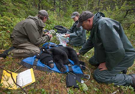 Researchers take measurements and samples as they equip a black bear with a GPS collar