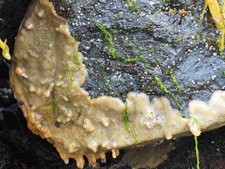emDidemnum vexillum D vexem is a nonindigenous colonial tunicate a type of marine invertebrate that was unintentionally introduced into Whiting Harbor adjacent to Sitka Alaska Exposed here at a low tide