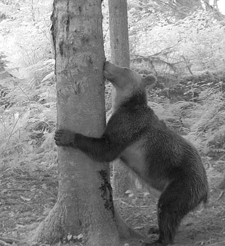 A female brown bear in British Columbia investigates  but does not mark  a rub tree A trail camera in the infrared night mode captures the image in black and white Courtesy Melanie Clapham