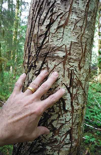 A rub tree on Prince of Wales scratched extensively by black bears Trees like this can be found across Alaska Riley Woodford photo