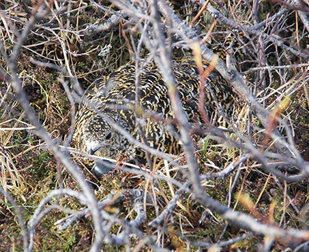 A wellcamoflauged hen ptarmigan on a nest She is also equipped with a radio transmitter Rick Merizon photo