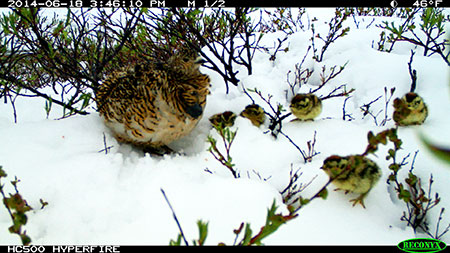 A trail cameracaptured image of a hen ptarmigan and chicks after a late spring snowstorm Storms like this are a source of chick mortality