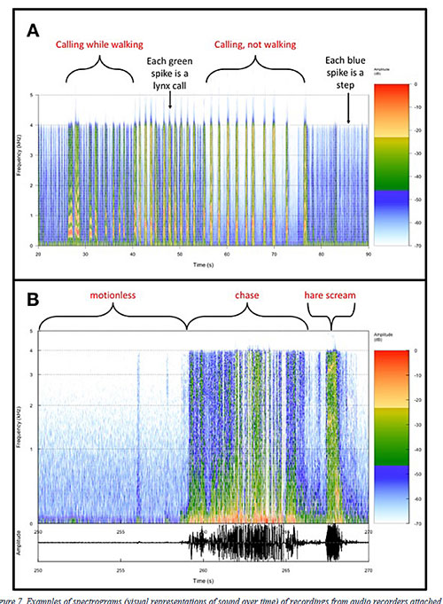 An audio recorder in a lynx collar recorded continuous high quality audio and this spectrogram graphically represents the audio This shows a cat ambushing a hare Courtesy Allyson Menzies