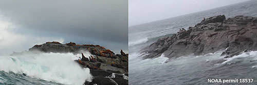 We encountered challenging conditions at Graves Rocks during our midAugust camera service trip left which made boatbased surveys difficult however similar conditions in July had little effect on the timelapse camera right