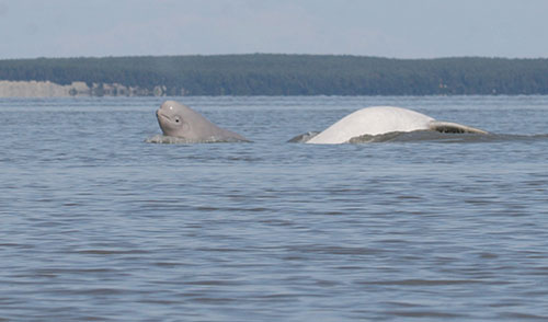 Cook Inlet belugas A cowcalf pair surfacing in Eagle Bay of Knik Arm Upper Cook Inlet Photo taken from the shore by JBER biologist Christopher Garner