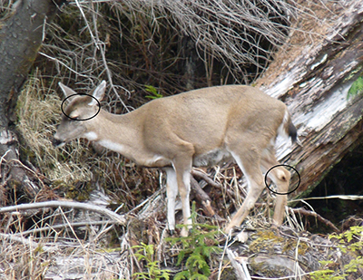 On a doe the facial colorings gradually transition between the  darker forehead cap and light muzzle Note the relatively small tarsal gland staining on the doersquos inner leg The area above the eyes is different as bucks have the pedicle or antler base Steve Bethune photo
