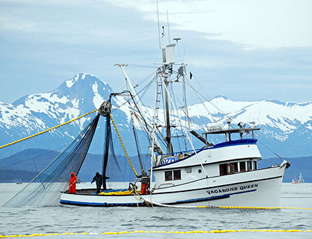 A purse seiner hauling in chum salmon in Amalga Harbor Southeast Alaska Photo by Dave Harris
