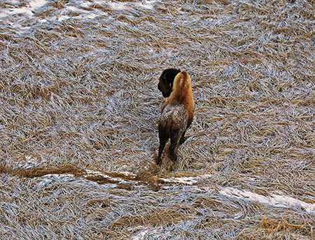 Wood bison 124 looking healthy and fat as she forages on sedges several miles outside of Quinhagak Alaska