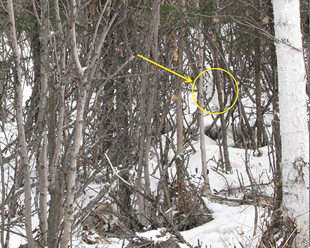 Biologists use a variety of methods to estimate populations Counting animals like this camouflaged snowshoe hare can be difficult Kari Rasmussen photo