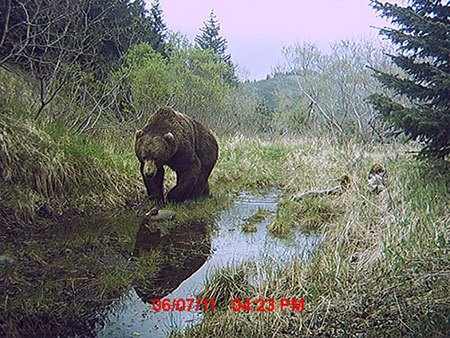 A Kodiak bear photographed by a remote motiontriggered trail camera Photo by Robin Overall