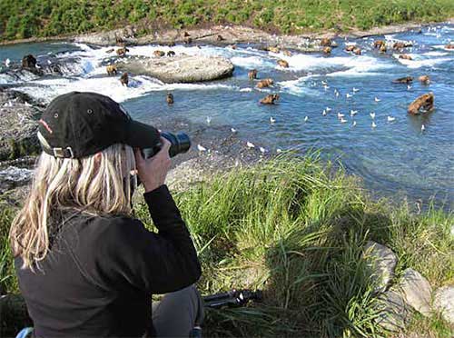 Bear viewing at the platform  the main viewing area  at McNeil River Falls