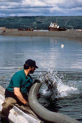 William Jack Hernandez Sport Fish Hatchery staff stocking salmon smolt ADFampG photo