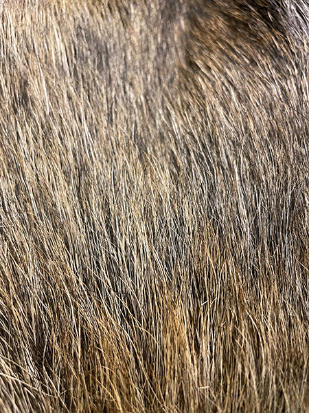 A moose coat showing the texture and density of the hair
