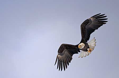 The Stikine River Birding Festival in Wrangell is an opportunity to observe millions of shorebirds and  the area also attracts thousands of bald eagles creating the largest springtime concentration in North America Photo by Ken Marsh