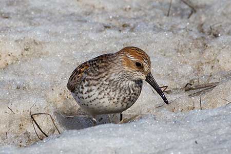 Western Sandpiper Photo by Jim Dau