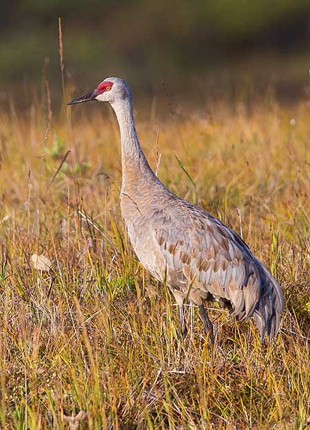 A sandhill crane Jim Dau photo The Tanana Valley Sandhill Crane Festival is held in August each year in Fairbanks
