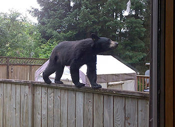 A young black bear explores possible ways to get inside a home in the Mendenhall Valley in Juneau Photographer Lynda Jones said the curious bear eventually gave up and left the area after its efforts were unrewarded