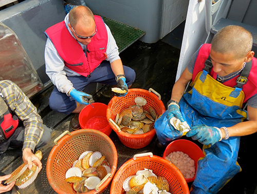 Shucking scallops aboard the Provider Alaska weathervane scallops are frozen at sea within a few hours of being caught Photo by Jessica Glass