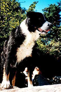 Emily waits for her stick to be thrown