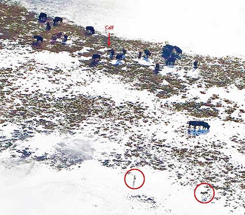 A calving group of bison being inspected by 2 wolves ndash circled in red at lower edge The wolves trotted off after being approached by two old cows with tails up