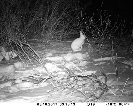 A motiontriggered trail camera captures an image of an Alaska tundra hare