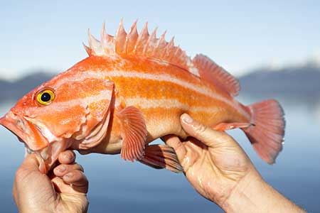 Rockfish are an amazingly diverse group of fish with more than 30 species found in the Gulf of Alaska Many species including yelloweye are extremely longlived and do not reach sexual maturity until they are well into their 20s