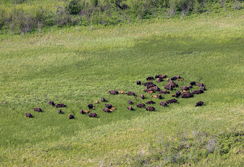 A herd of wood bison makes its way through a meadow near the Innoko River The lighter and smaller bison are calves born this year How many bison do you count
