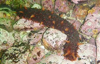 A red sea cucumber