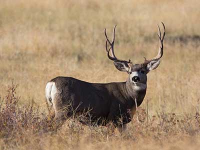 Mule deer are larger ldquocousinsrdquo of the Sitka blacktailed deer found in the Southeast Panhandle Prince William Sound and Kodiak Blacktailed deer are a subspecies of mule deer Photo by Brent Stettler Utah Division of Wildlife Resources