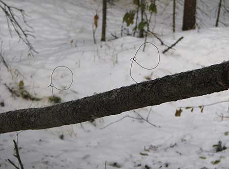 A pole rigged with snares for catching squirrels