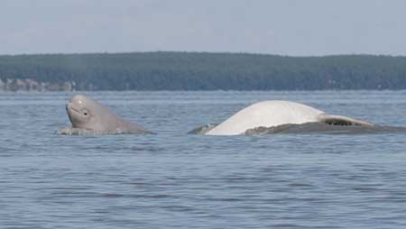 Cook Inlet beluga cowcalf pair surfacing in Eagle Bay of Knik Arm Upper Cook Inlet Photo by Christopher Garner Department of Defense