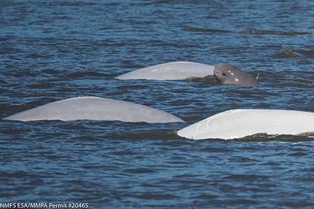 Three adults and a calf taken in midAugust 2017 by NOAA researcher Paul Wade Belugas range from about 12 to 15 feet in length Calves are dark bluegrey and gradually lighten as they mature they are usually white by about age 8 or 10