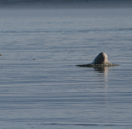 Cook Inlet beluga surfacing at the mouth of Eagle River Knik Arm Upper Cook Inletbr br