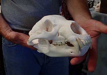 Taxidermist Jeff Kihlmire holds a bear skull he cleaned for a client Photo by Riley Woodford