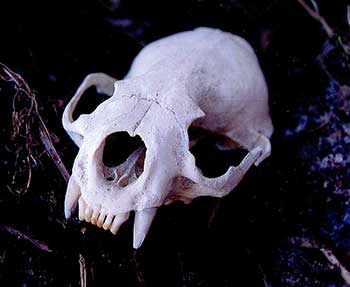 A river otter skull Photo by Riley Woodford