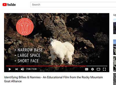 The educational video identifies the telling details that help identify the gender of a mountain goat in this case a nanny